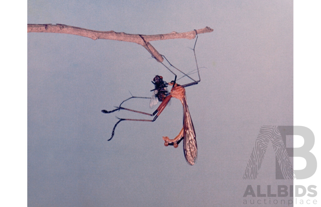 Collection of Photographs by Chris Lourandos - CSIRO Entomology Division. Various Sizes, Largest 62 X 60 Cm