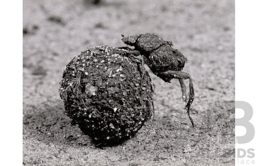 Collection of Photographs by Chris Lourandos - CSIRO Entomology Division. Various Sizes, Largest 62 X 60 Cm