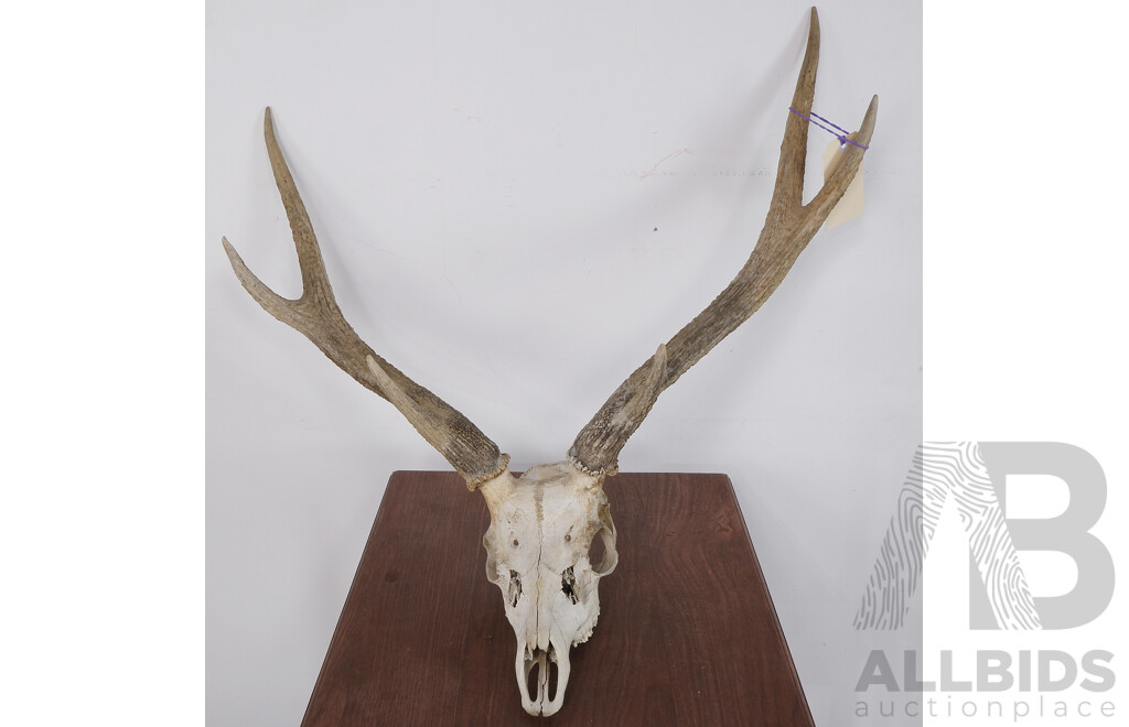 Vintage Deer Skull with Three Point Antlers