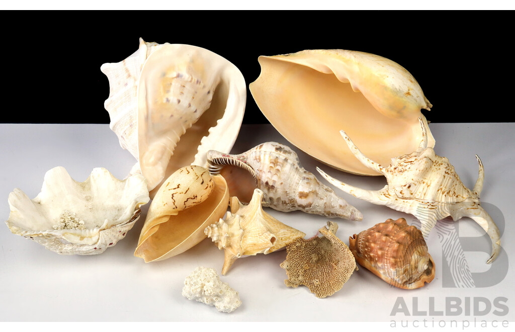 Collection Vintage Seashells Including Large Bailer and Helmet Examples, Coral, Triton Conch and More