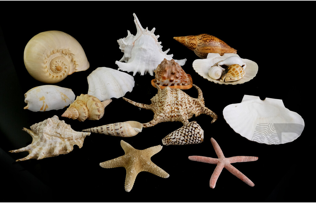 Collection Vintage Seashells Including Large Bailer and Murex Examples, Coral, Two Labis Examples and More