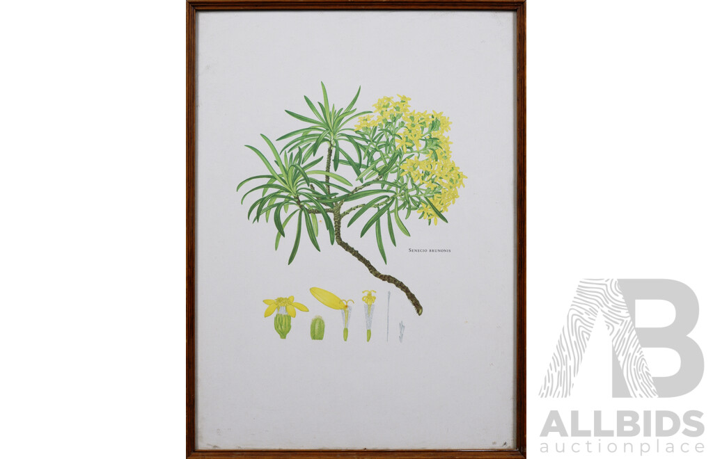 Framed Offset Botanical Print, 'Senecio Brunonis'