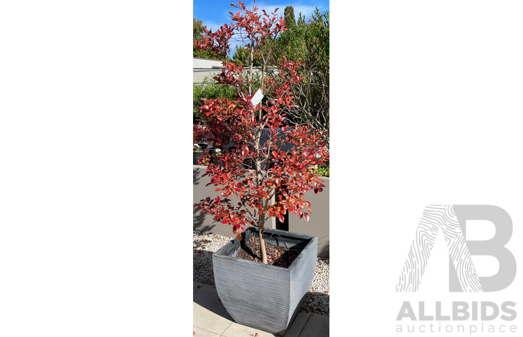 Pair of Crepe Myrtle Saplings in Black Square Plant Pots