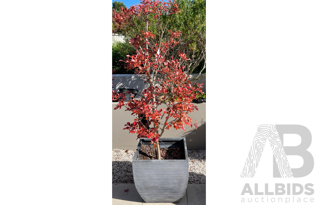 Pair of Crepe Myrtle Saplings in Black Square Plant Pots