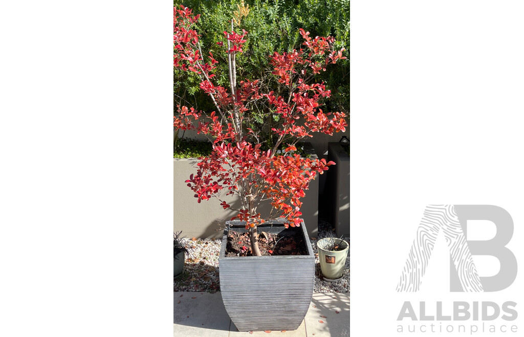 Pair of Crepe Myrtle Saplings in Black Square Plant Pots