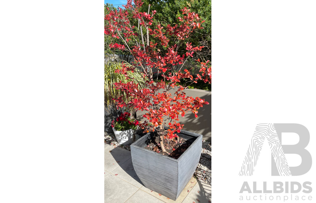 Pair of Crepe Myrtle Saplings in Black Square Plant Pots