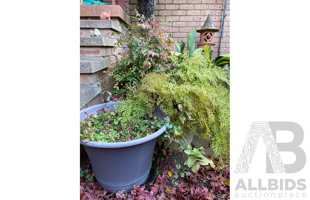 Three Mature Potted Plants Including One Ceramic Pot