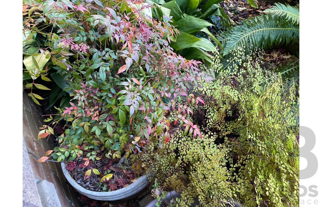 Three Mature Potted Plants Including One Ceramic Pot