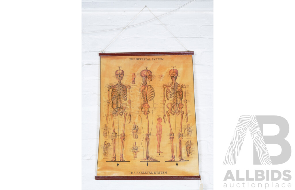 Three Reproduction Paper Classroom Charts - The Alphabet; Skeletal System; A Picture of Good Health (3)