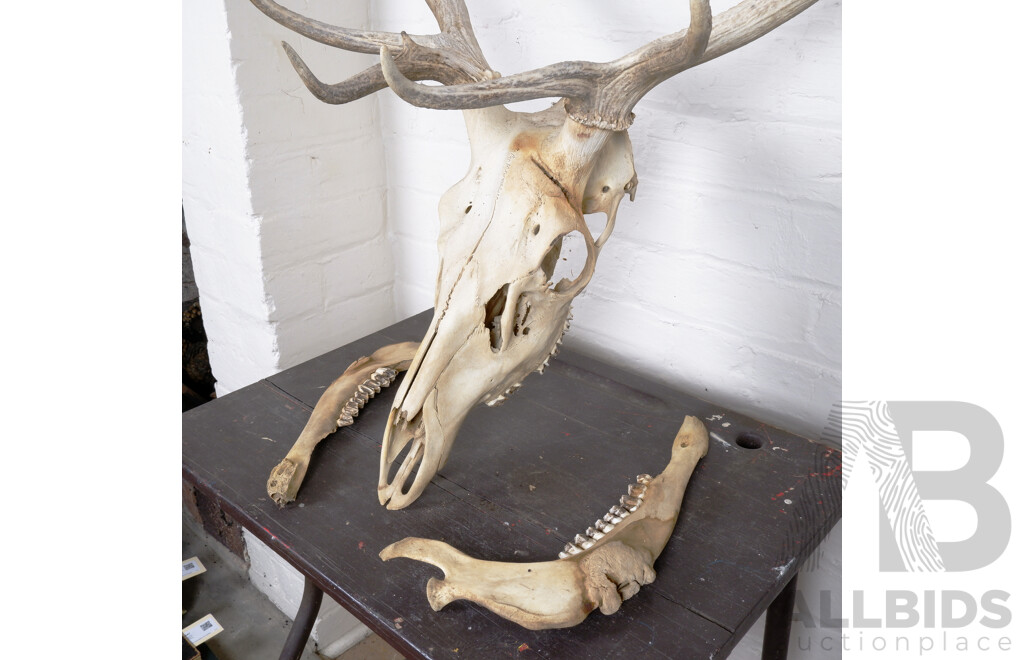 Vintage Red Deer Skull and Antlers
