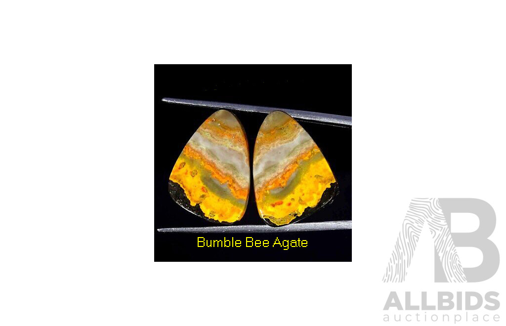 Bumble Bee JASPER Pair