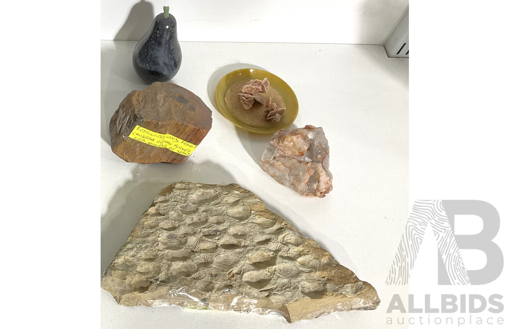 Collection Local and Other Fossils and Geological Specimins Including Fossilized Bi Valve Shell Slab From Under the NCDC Building Canberra, Petrified Wood From the Canberra District and More