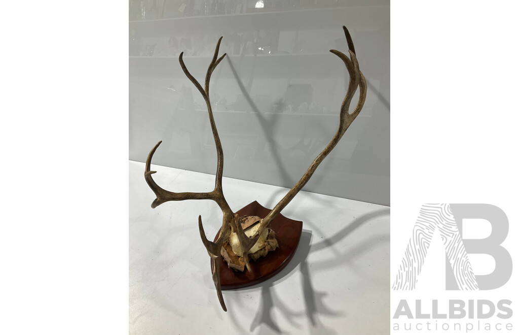 Vintage Set Deer Antlers Mounted to Wooden Shield