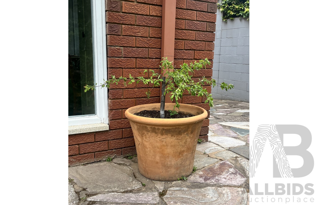 Pair of Established Potted Plants Including Japanese Maple and Another