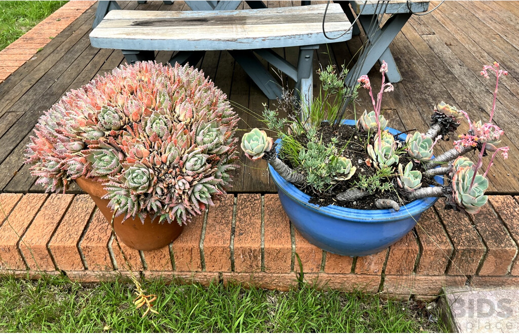 Pair of Potted Succulents