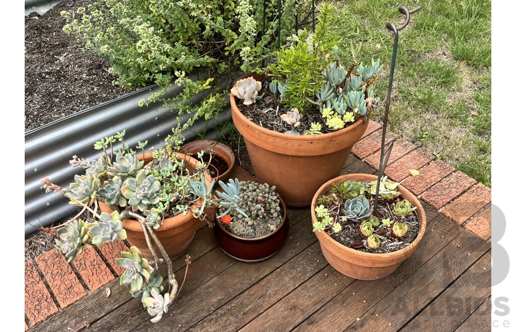 Collection of Four Potted Succulents