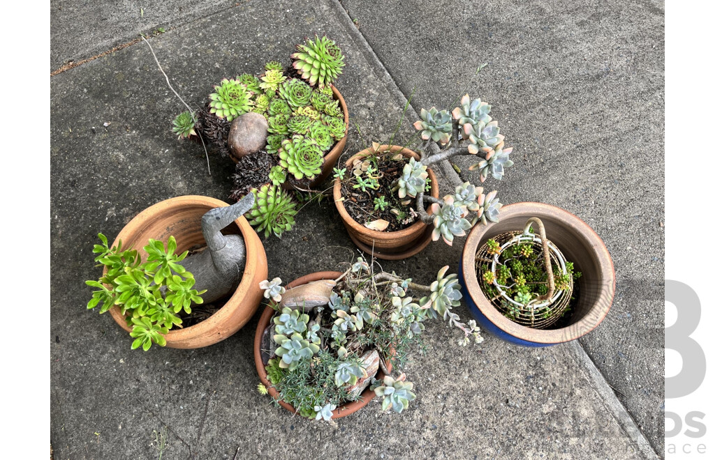 Large Collection Potted Succulents and Other Plants