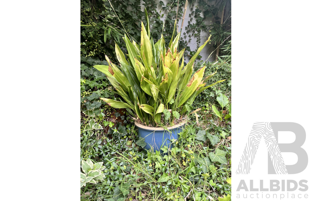 Collection of Three Potted Plants