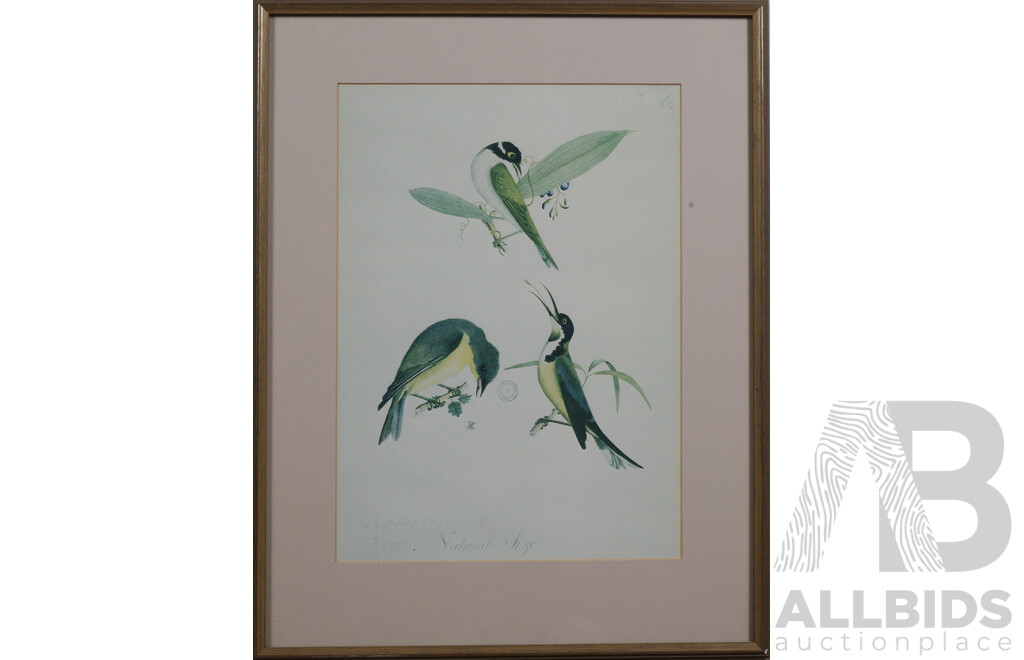 Framed Offset Print - Artist Unknown, Meliphaga & White Naped Honeyeater, From the Collection of the Mitchell Library, New South Wales