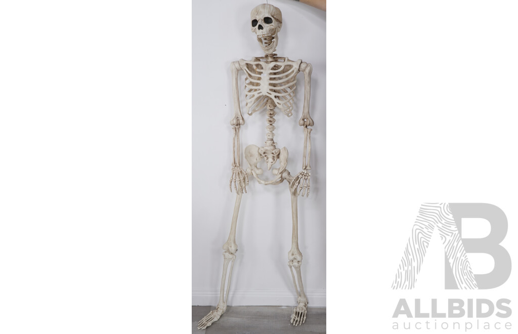 Reproduction Plastic Skeleton Model