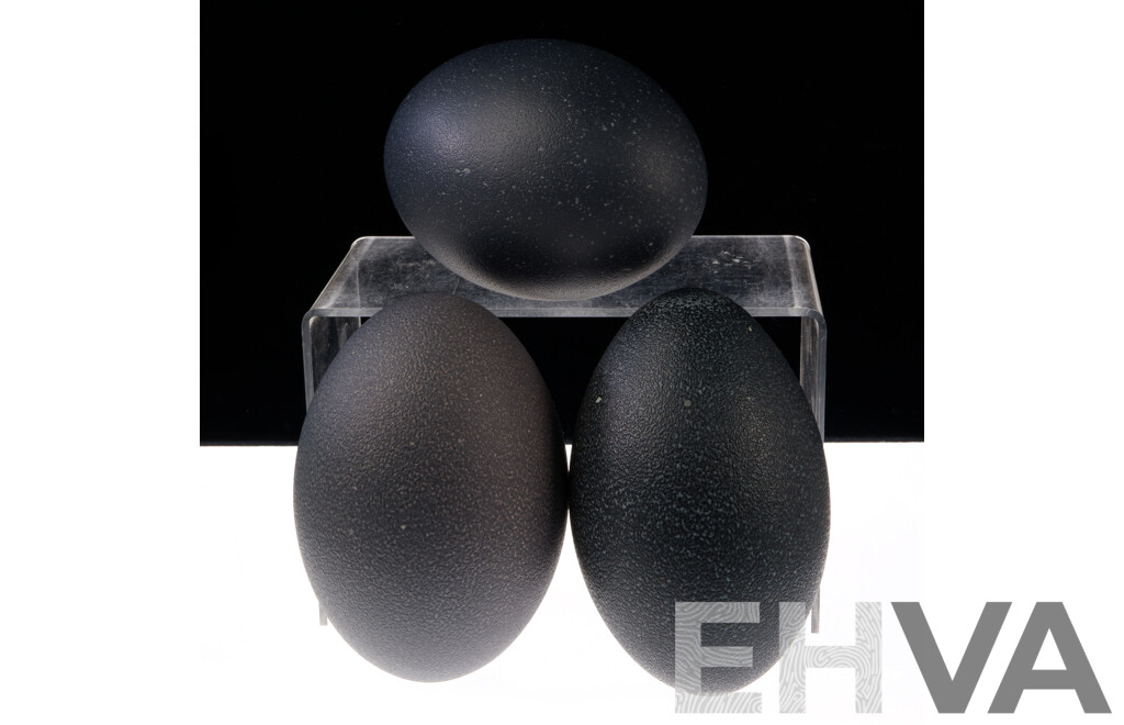 Three Hollow Blown Emu Eggs