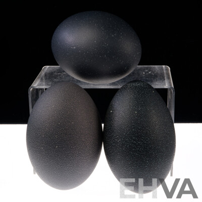 Three Hollow Blown Emu Eggs