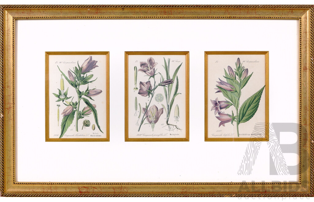 Collection of Three Botanical Method Lithographs Framed, Published in Flora Von Deutschland, 1861, 38.5 X 63 (frame)