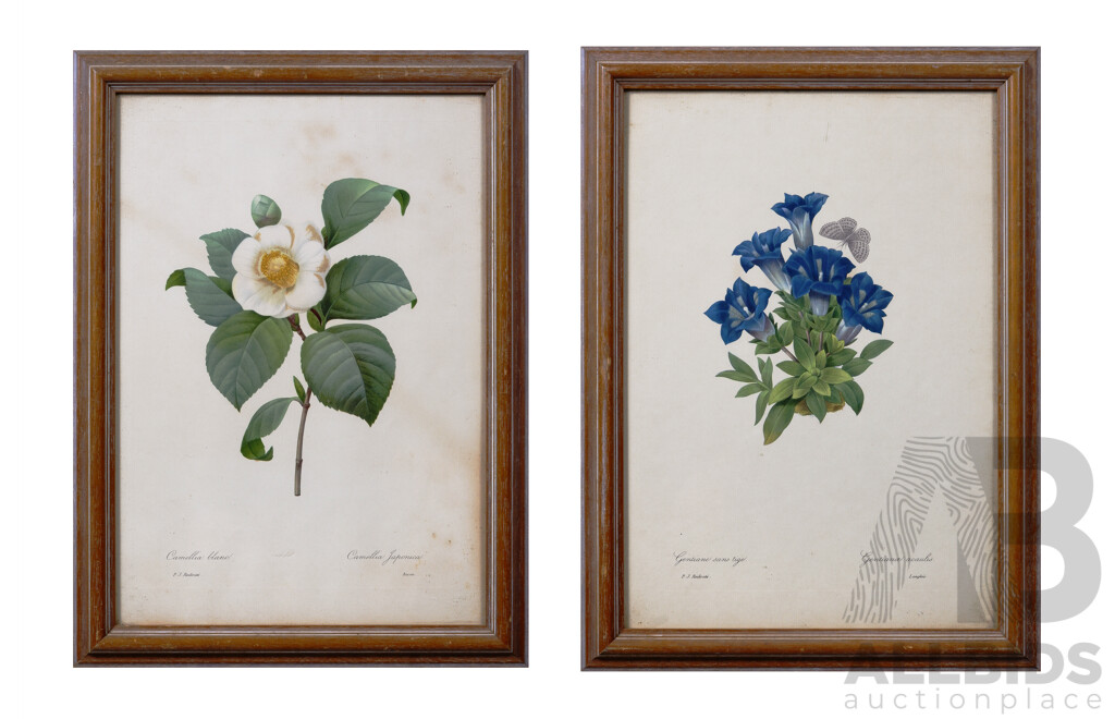 Pierre-Joseph Redoute, (Belgium, 1759-1840),  Gentian Sans Tige and Camellia Blanc (Blue Gentians and White Camellia), Pair of Vintage Botanical Prints of the Original, 45 x 33 cm (frame) (2)