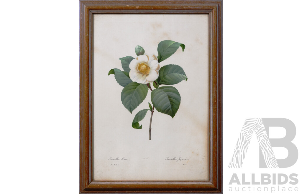 Pierre-Joseph Redoute, (Belgium, 1759-1840),  Gentian Sans Tige and Camellia Blanc (Blue Gentians and White Camellia), Pair of Vintage Botanical Prints of the Original, 45 x 33 cm (frame) (2)