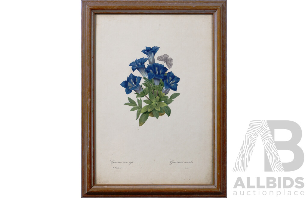 Pierre-Joseph Redoute, (Belgium, 1759-1840),  Gentian Sans Tige and Camellia Blanc (Blue Gentians and White Camellia), Pair of Vintage Botanical Prints of the Original, 45 x 33 cm (frame) (2)