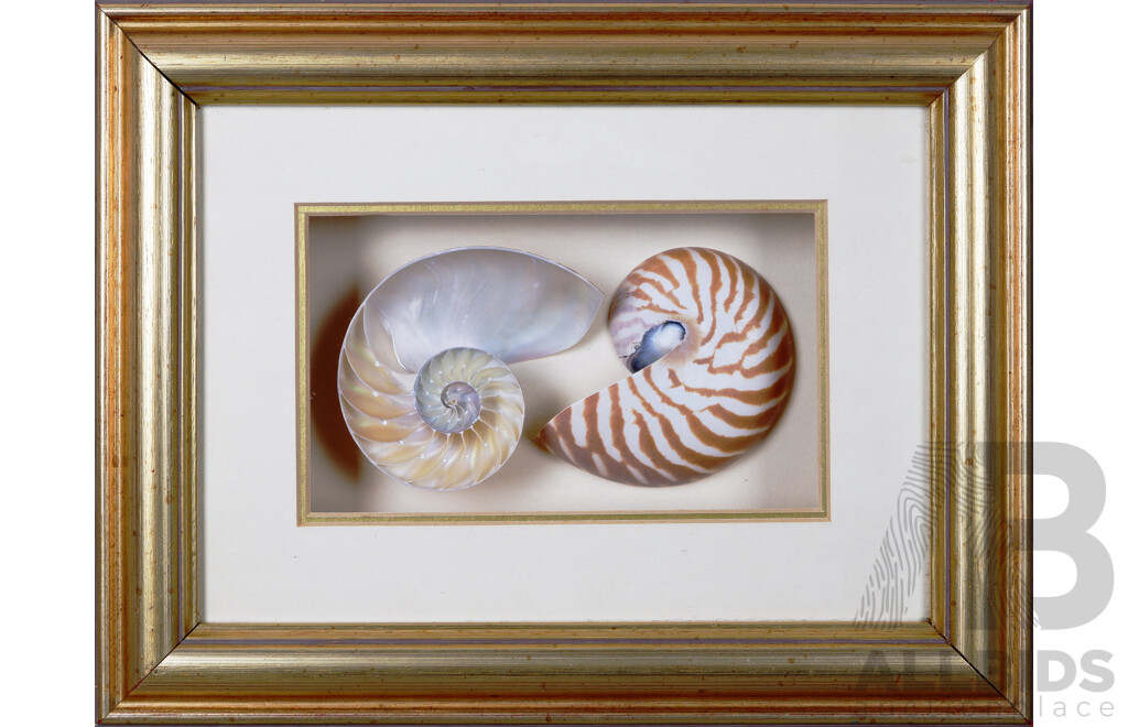 Unique Shadow Box Housing Beautiful Perfectly Dissected Chambered Nautilus, Featuring Lustrous Nacre and Near Perfect Inner Equiangular Spiral, 24 x 31 cm (frame)