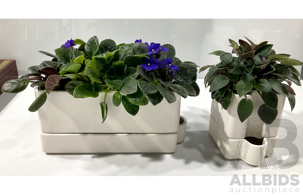 Two African Violet Potted Plants