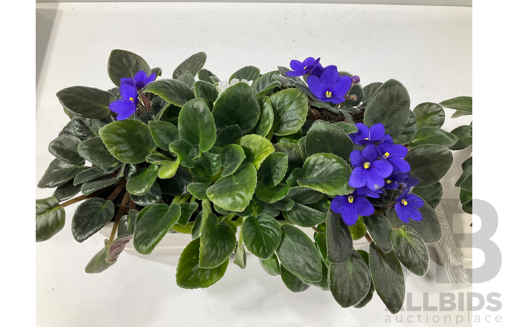 Two African Violet Potted Plants