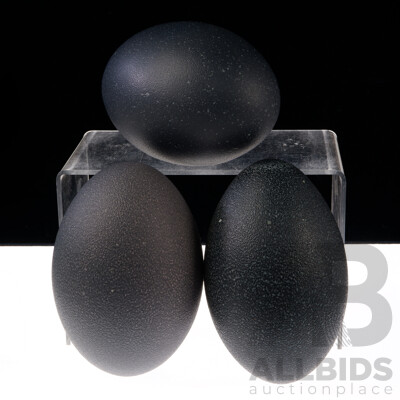 Three Hollow Blown Emu Eggs