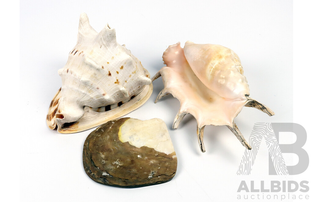 Queen Helmet Conch Shell & Spider Lambis Shell Together with Another Example (3)