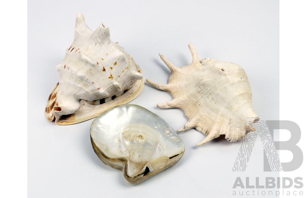 Queen Helmet Conch Shell & Spider Lambis Shell Together with Another Example (3)