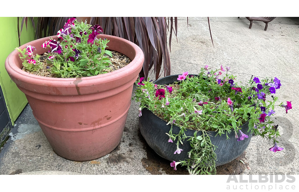 Two Large Planters with Potted Petunias