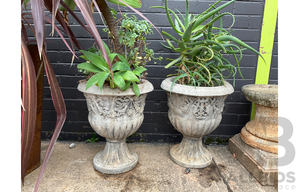 Pair of Cast Concrete Urn Planters with Established Yucca and Aloe Plants