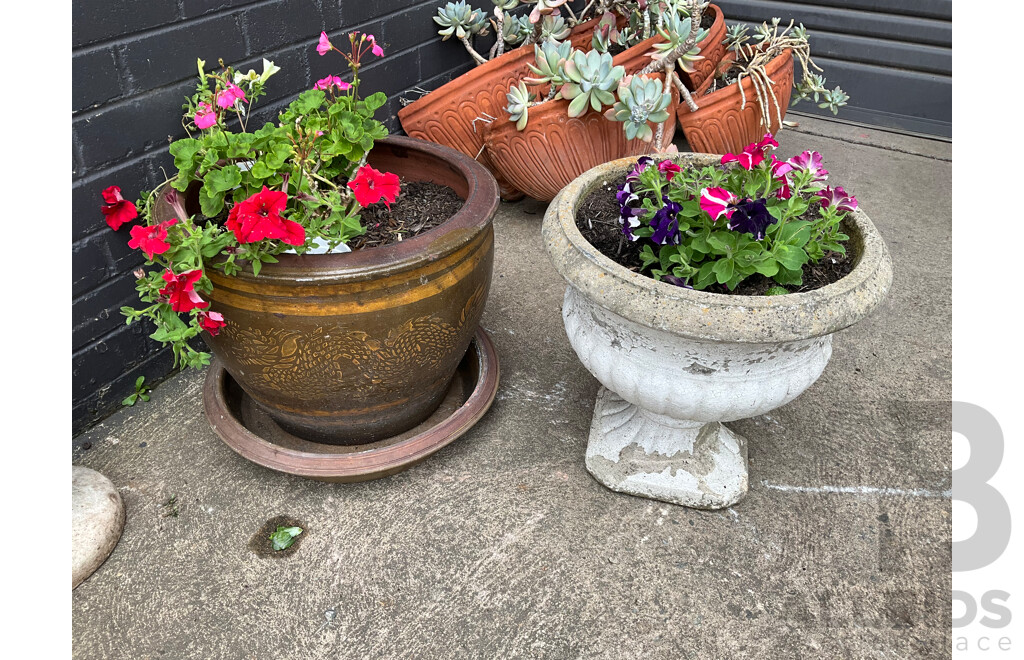 Cast Concrete Urn Planter and Another, Both with Established Plants