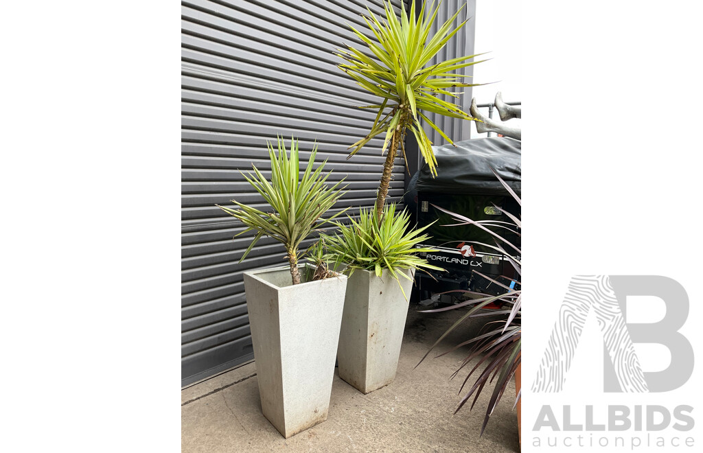 Pair of Tall Fibre Glass Planters with Established Yuccas