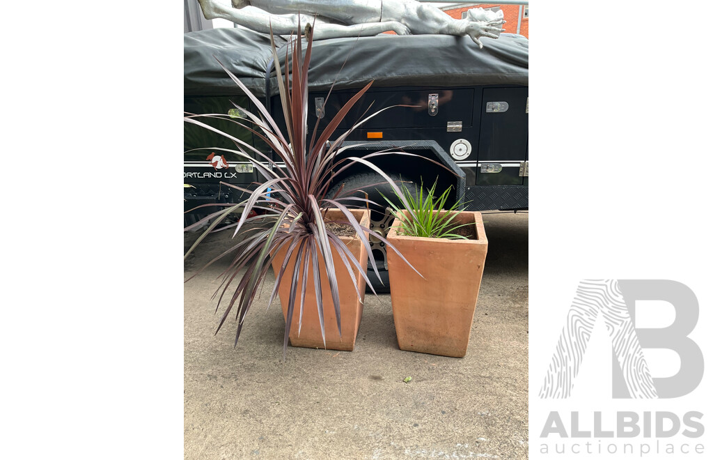 Pair of Tall Terracotta Planters with Established Plants