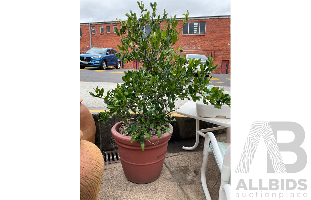 Established Kaffir Lime Tree in Plastic Pot