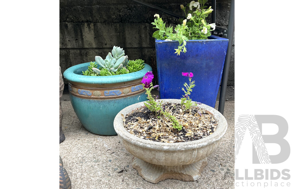 Three Small Pots with Established Plants