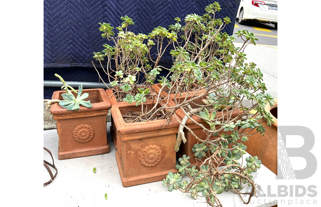 Five Sqaure Terracotta Pot with Succulents