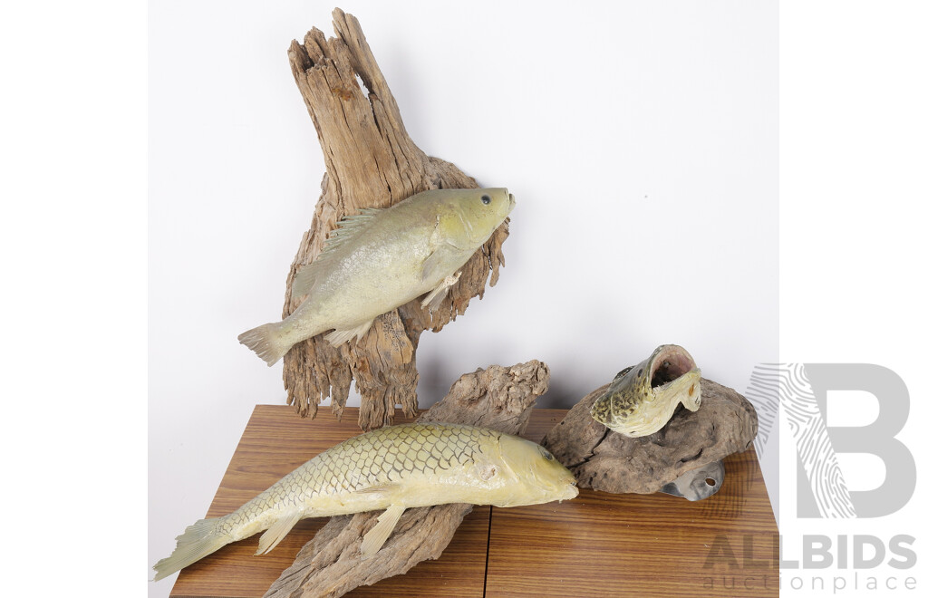 Three Small Taxidermy Fish Mounted on Drift Wood