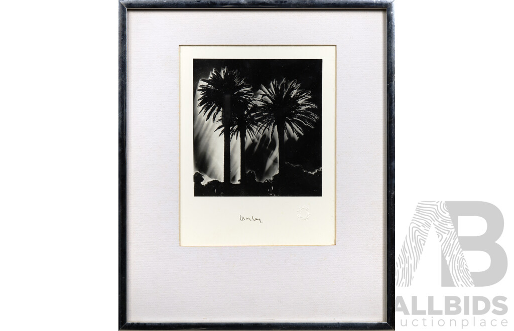 Lewis Morley (1925-2013), Date Palms, Silver Gelatin Photograph