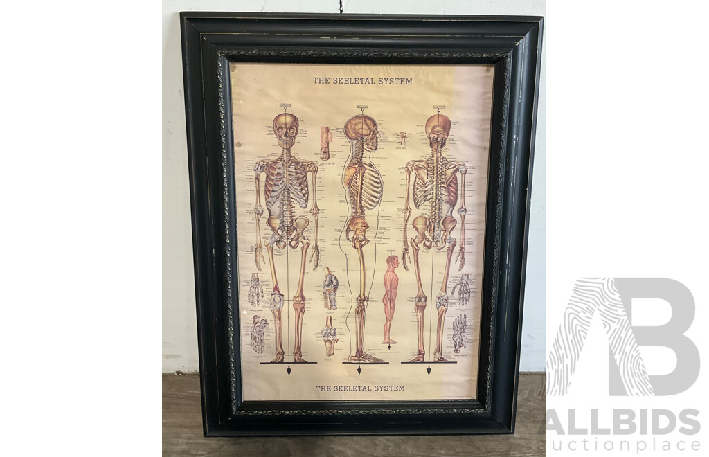 The Skeletal System Framed Poster