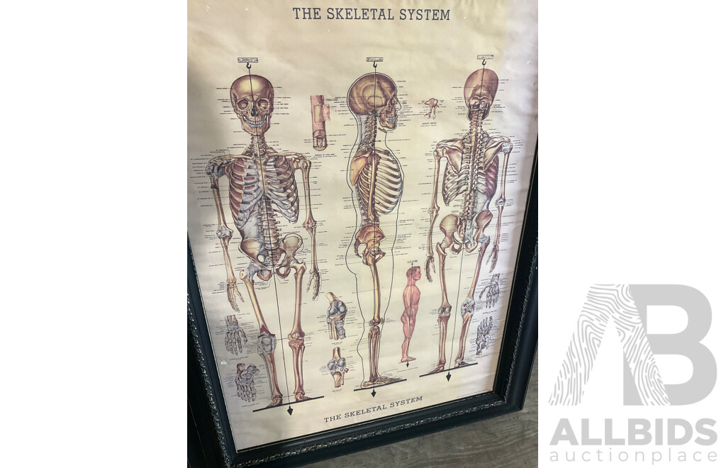 The Skeletal System Framed Poster