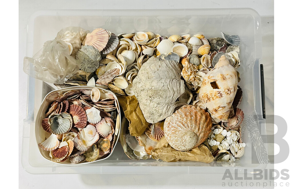 Large Collection of Varied Sea-shells