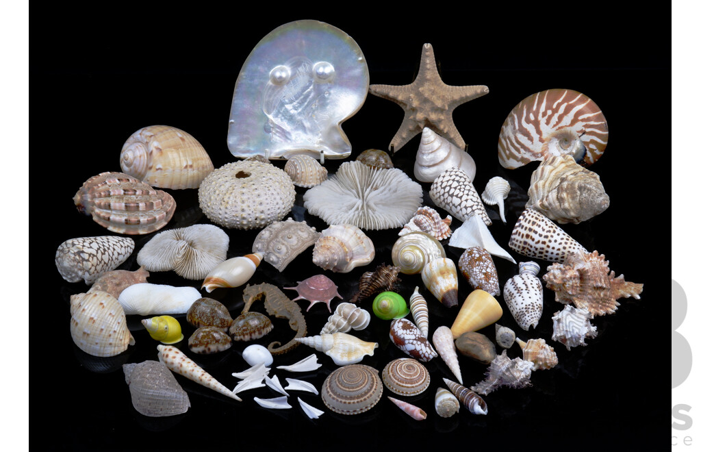 Nice Collection Vintage Sea Shells and Including Coral Specimens, Lambis Examples, Cone Shells and More